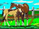 Horses